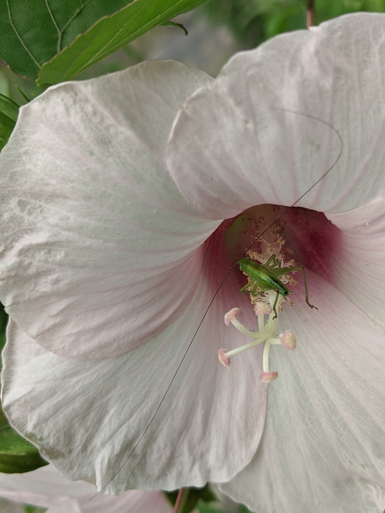 Here is a picture showing a small grasshopper type of insect in a large flower.