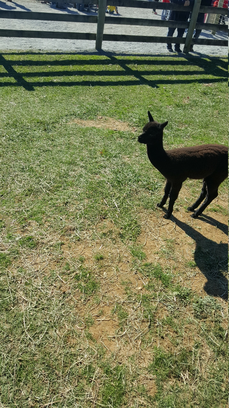 Here is a photo of a darker colored alpaca