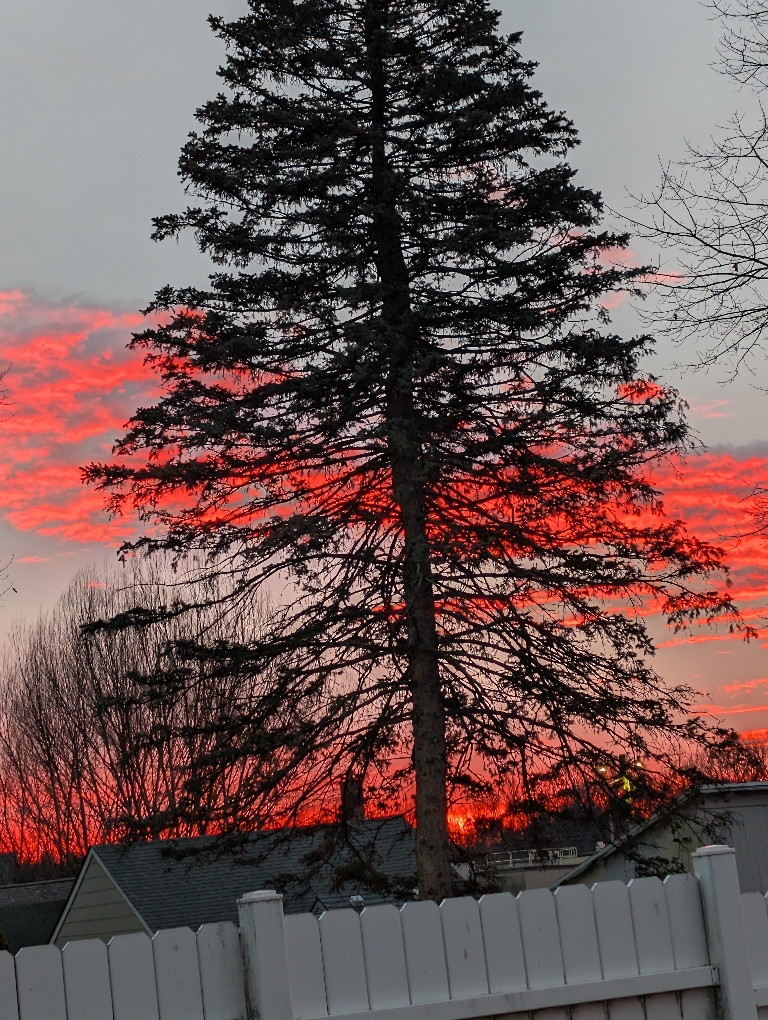 This picture shows neon pink clouds behind a pine tree