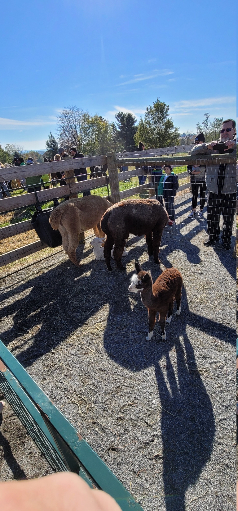 Here is a photo a couple of baby alpacas with their mothers.