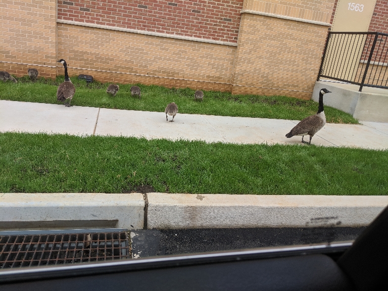 This picture shows two adult ducks and a bunch of ducklings along the sidewalk.