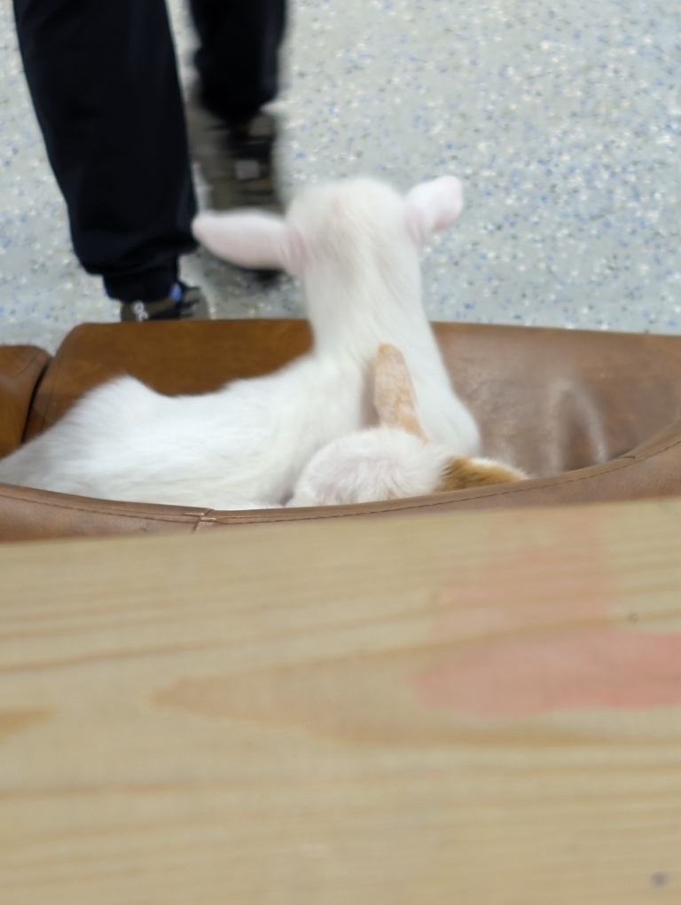 This picture shows baby goats. We were told they were two weeks old.