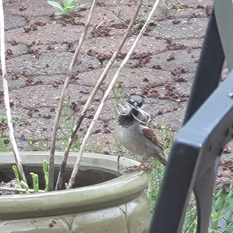 Here is a photo of bird taking nesting materials from the stalks of the milkweed plant left over from last year.