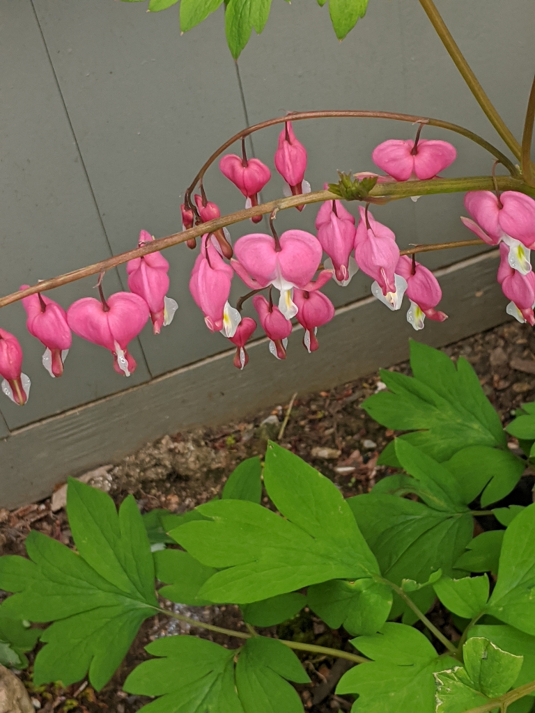 This picture shows red and white bleeding heart flowers.