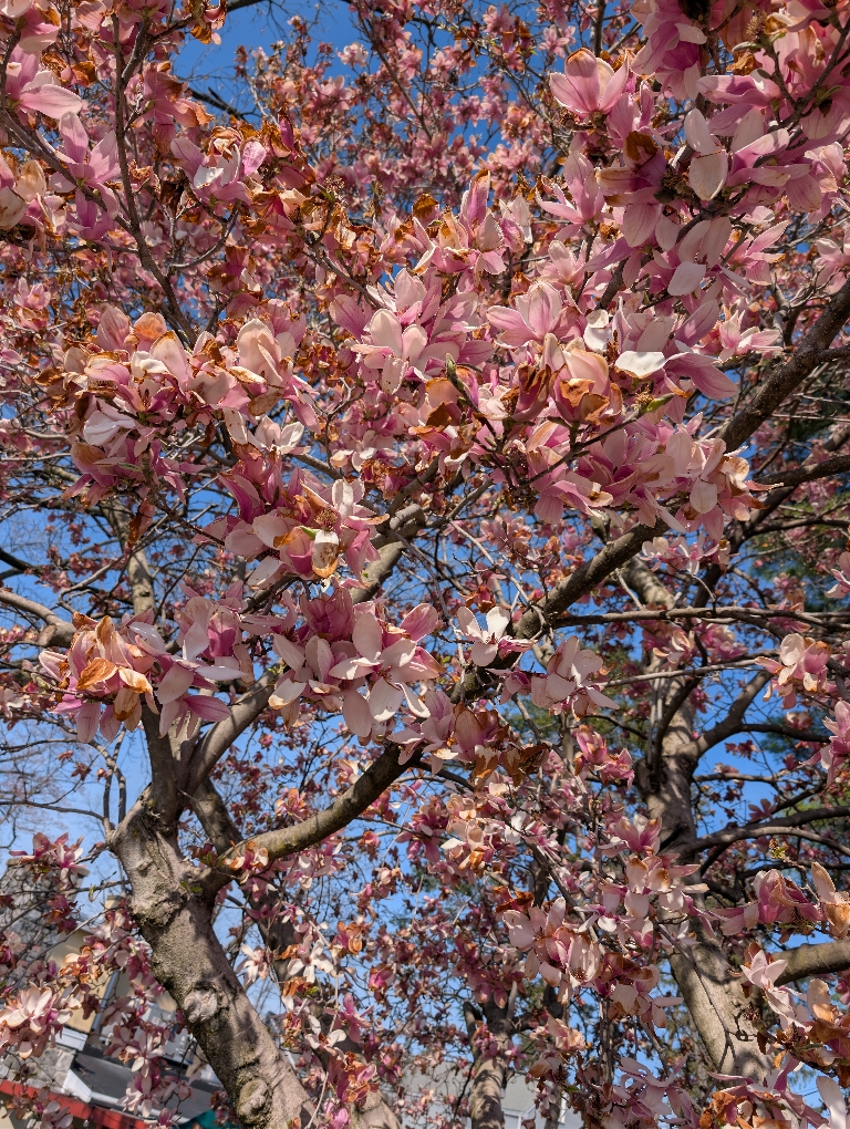 This is a picture pink and white flowers on a tree.