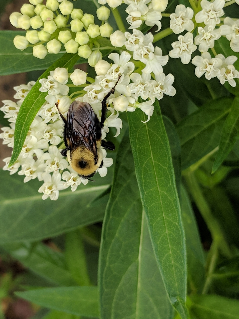 This photo is of a bumblebee hanging out on our milkweed flower.