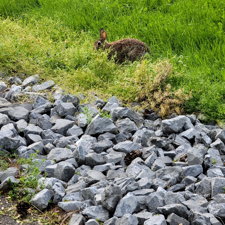 In this picture there's a bunny at the edge of the grass.
