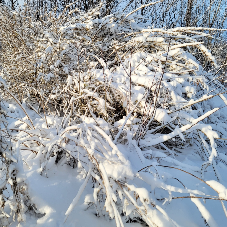 This is a photo of some still dormant bushes that have their stems coated with the snow from today. The sun is making them extra bright today.