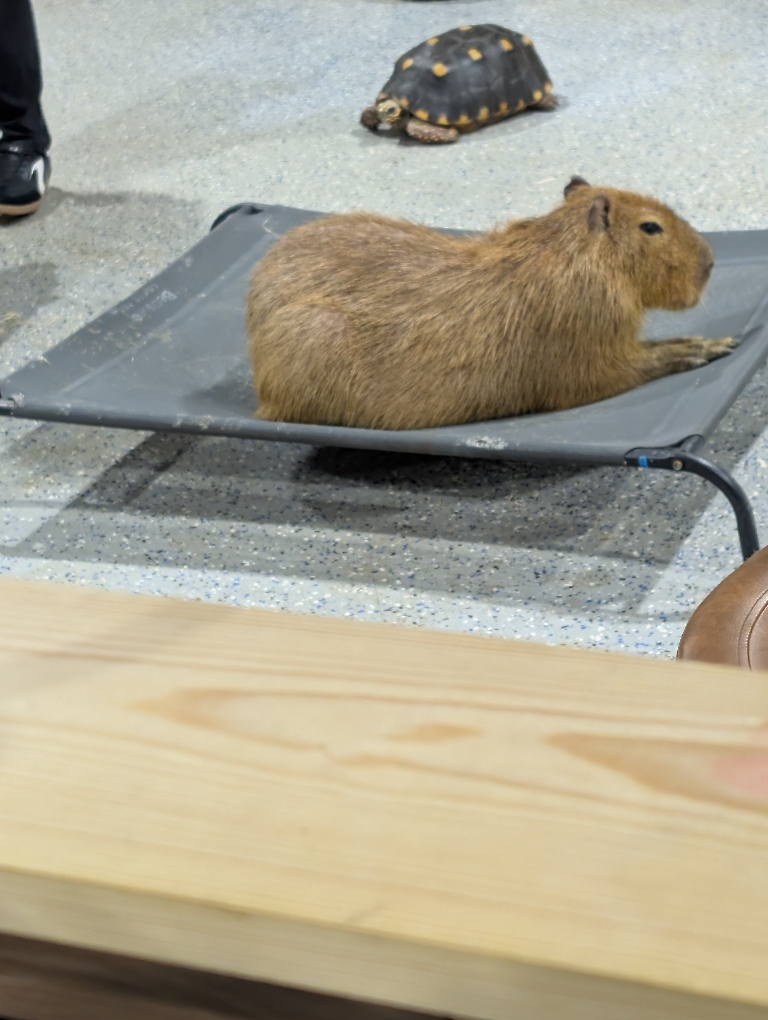 This picture shows a capybara lounging around.