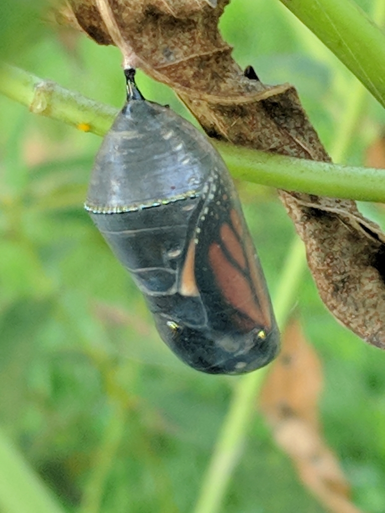 This is a photo of a cleared up and ready to eclose monarch butterfly chrysalis.