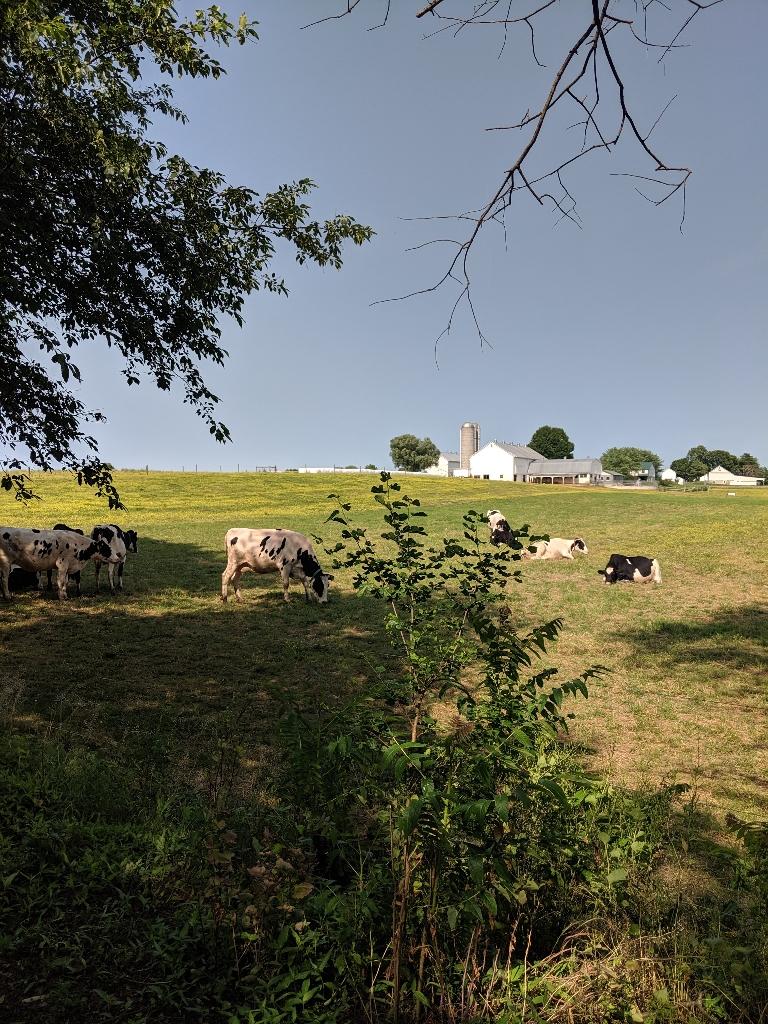 This is a picture some cows in a field grazing.