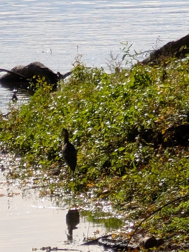 This picture shows a great crane at the edge of the water near the confluence of a stream and the Susquehanna River.