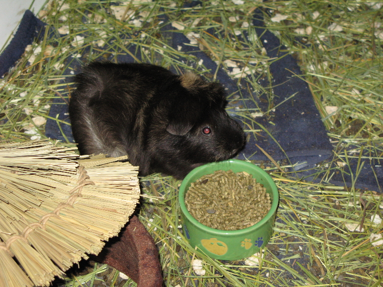 This is a picture of our guinea pig, Cuddles. She was the fattest. She was wide and flat with funky fur tan and brown fur that stood up in little spirals