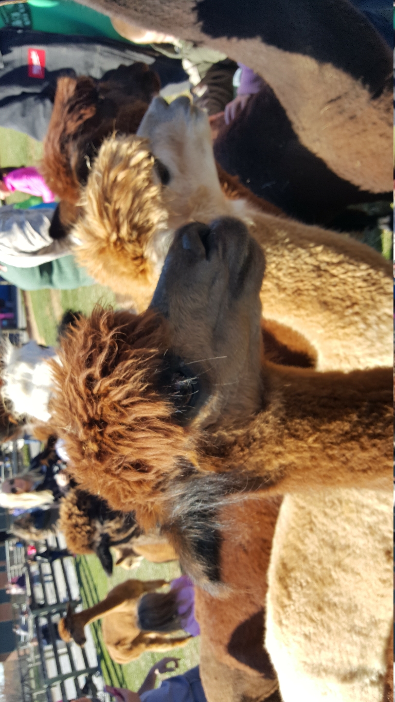 Here is a photo of an alpacas expecting food