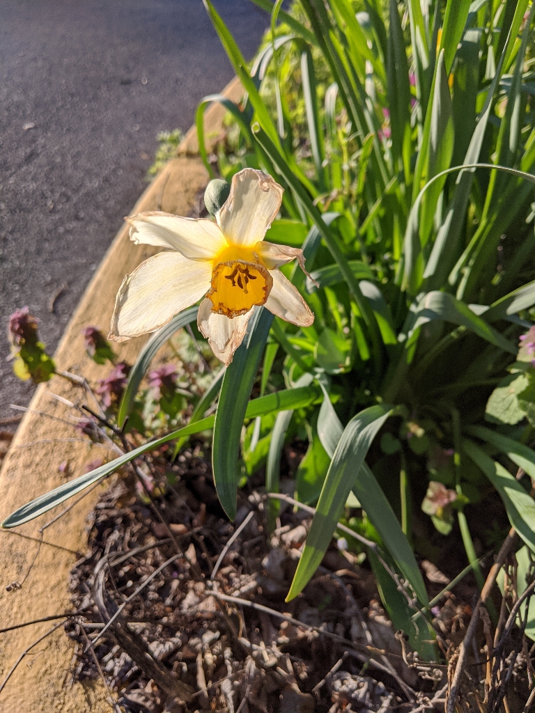 This picture shows a daffodil blooming. The petals are white with a yellow center of the flower.
