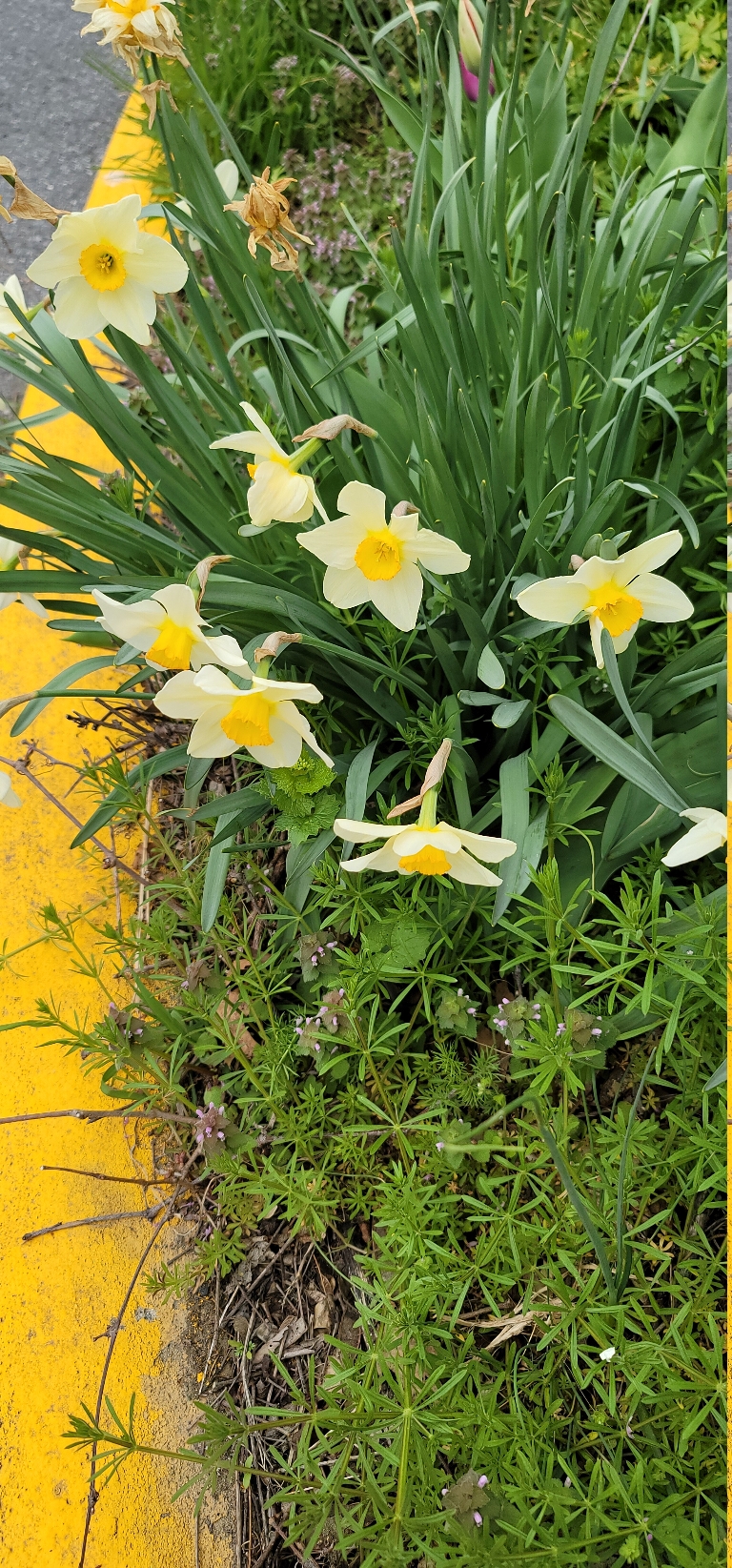 This picture shows a daffodil blooming. The petals are white with a yellow center of the flower.