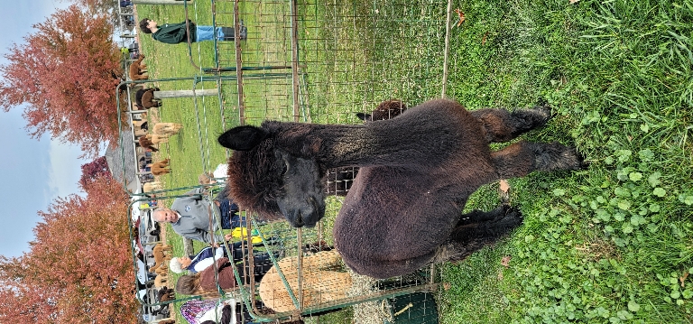 This picture shows a dark brown Aplaca