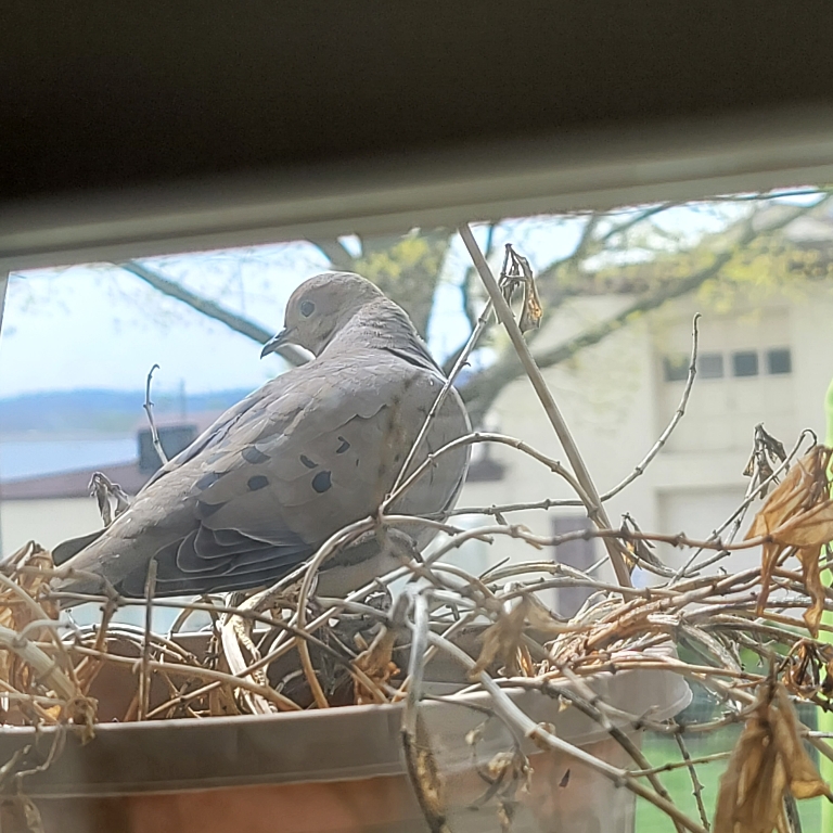 Here is a photo of this dove that was sitting on our old hanging plant right at the door.