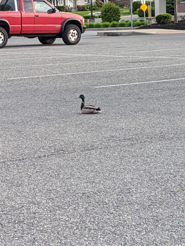 This picture shows a duck decided to lay down in the middle of the driving lane of the Giant parking lot.