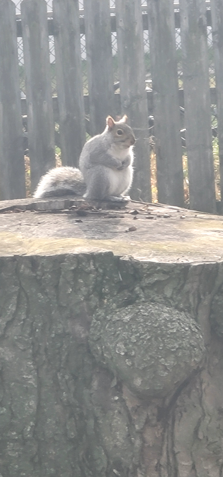 This picture shows a fat squirrel sitting on the a tree stump on a sunny day.