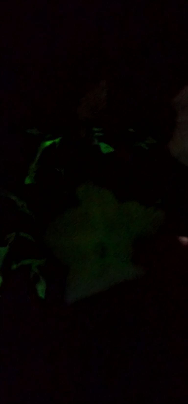 This a firefly petunia in the dark. There is a visible faint glow from parts of the plant