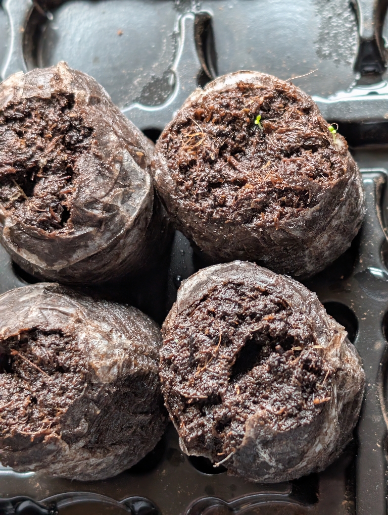 This picture if of a tiny seedlings coming from a couple of petunia seeds.