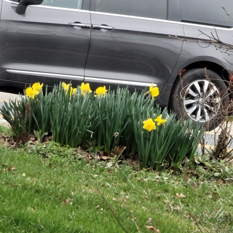 Today I noticed these yellow flowers in bloom