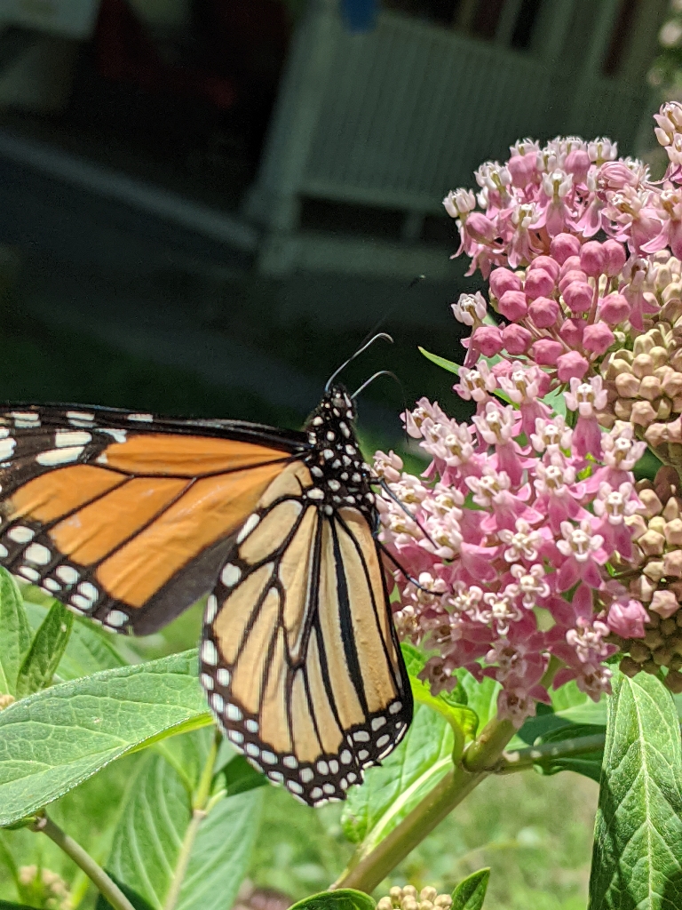 This photo shows a monarch butterfly on pink swamp milkweed flower.