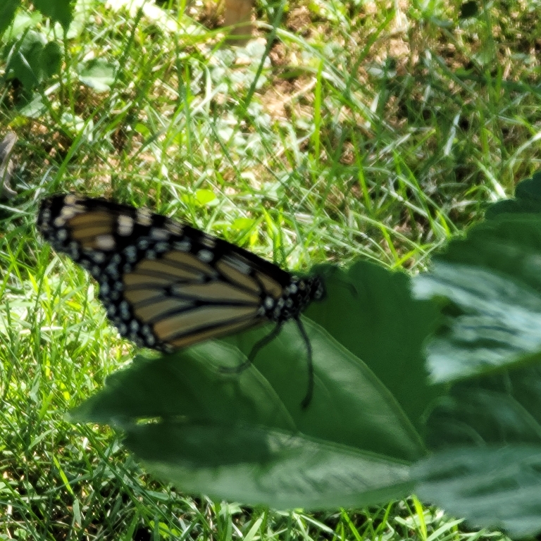 This photo shows a monarch butterfly on a hibiscus leaf.