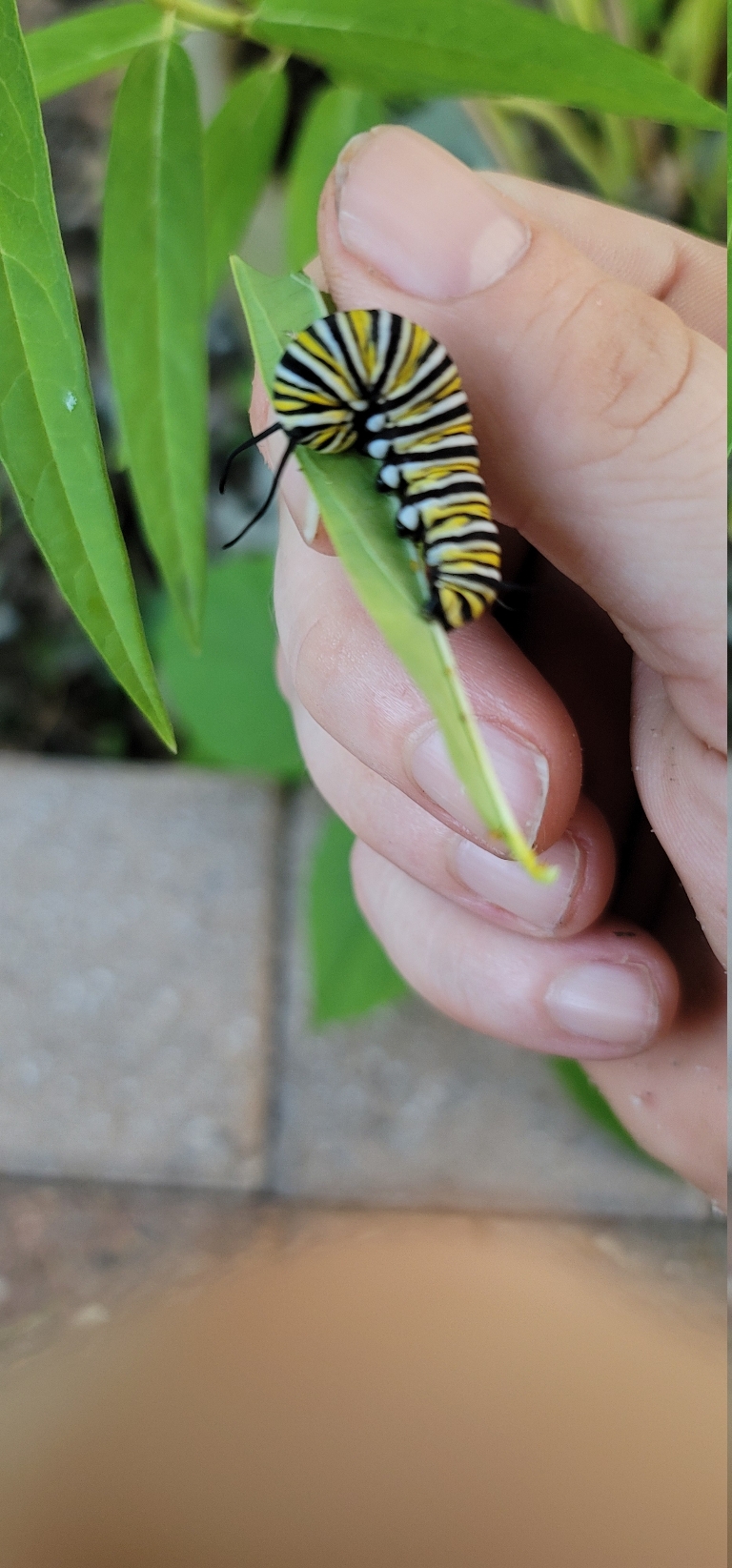 Here is a picture of a monarch caterpillar that is on leaf that was broken off to relocate it to a more suitable milkweed plant.