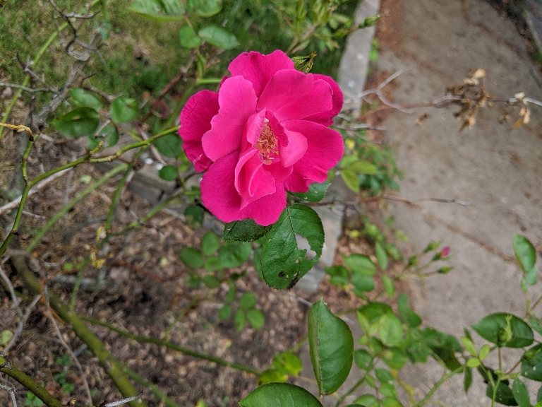 This picture shows a rose flower opened up and blooming. It's a red rose.