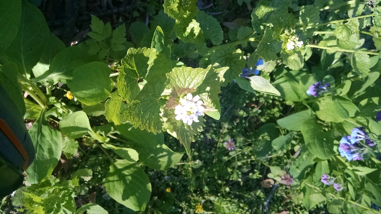This is a picture of some spring flowers. There are white ones, blue ones and purple ones.
