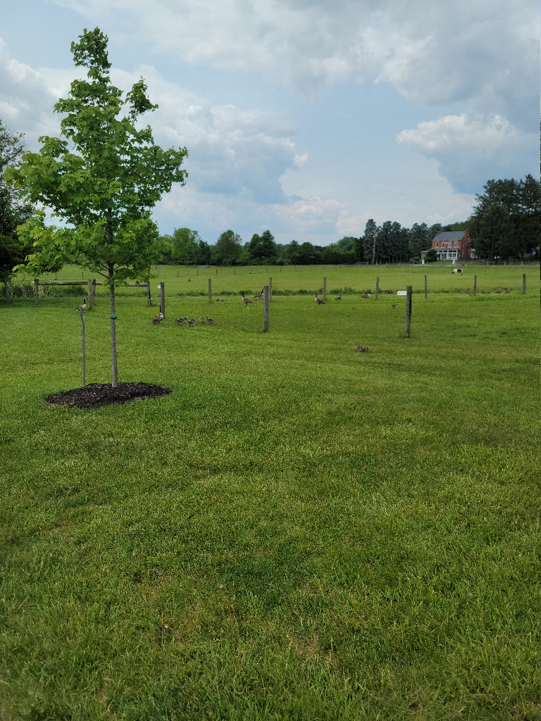 This picture shows a bunch of geese out in the grass. There are also some younger geese but they're nearly grown.