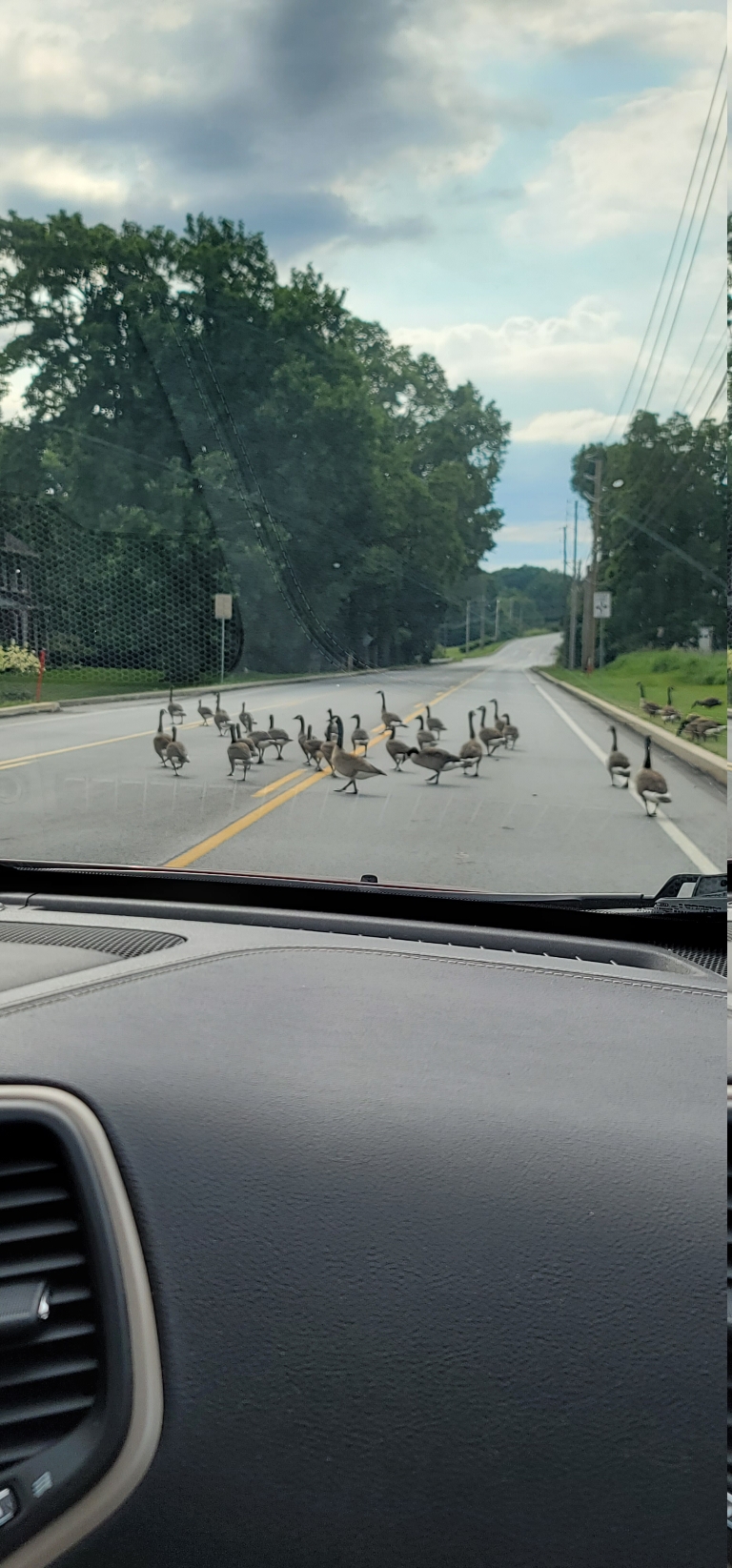This is a picture of a road with dozens of geese taking their good old time waddling across the road.