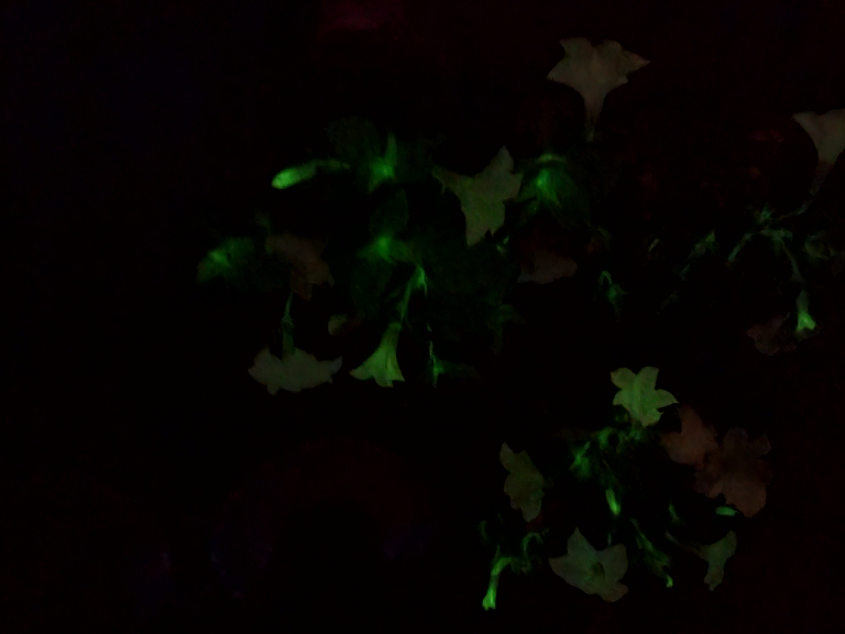 This picture of a Firefly Petunia glowing in the dark