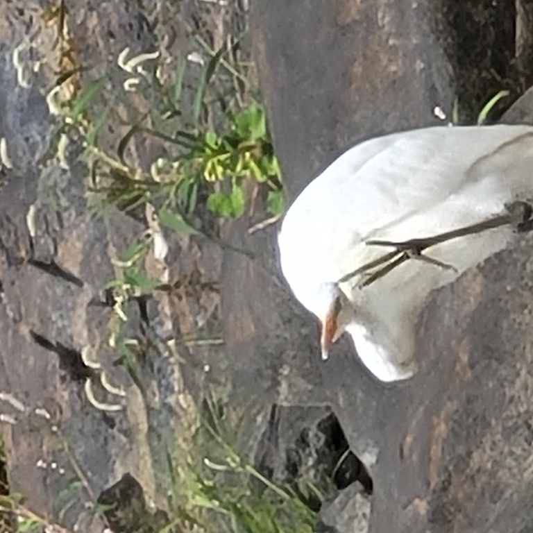 Here is a picture of a great egret standing on one leg on one of the rocks. Maybe scratching its neck with its foot?