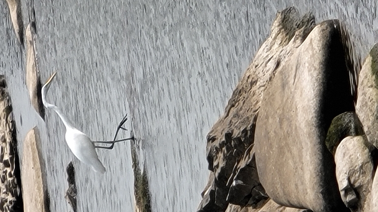 Great egret stepping into the water.