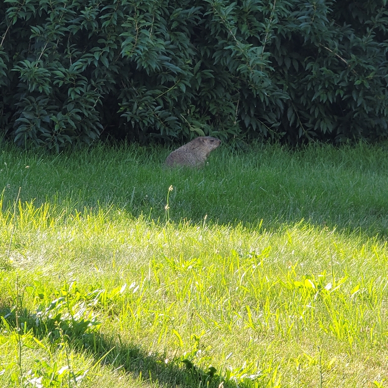 Here is a photo of a large groundhog across the street