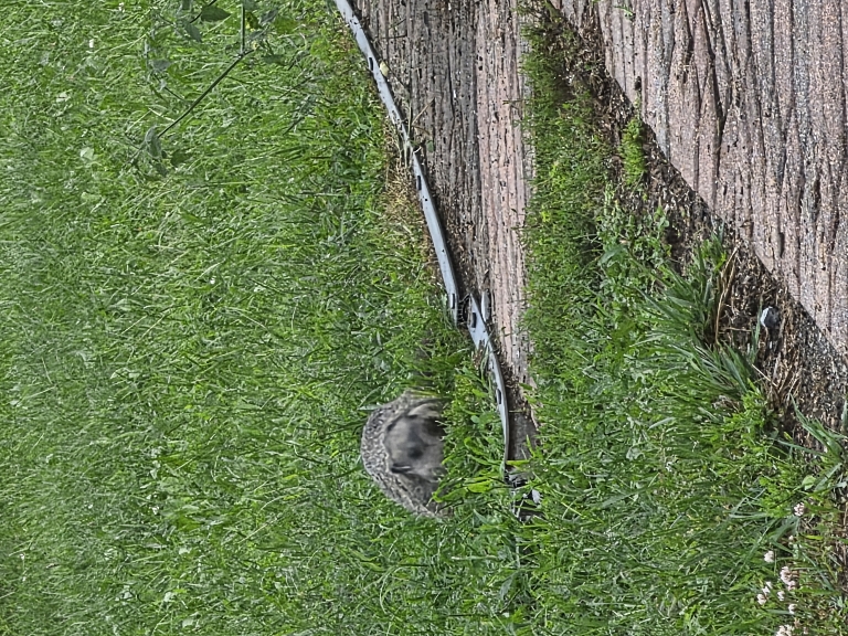 Here is a photo of a large groundhog laying next to our garden