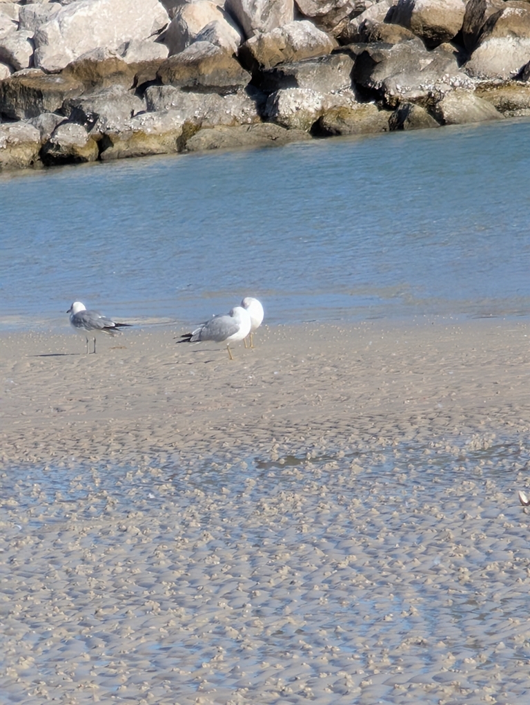 This picture shows a few gulls on the sand near waterline of the bay.