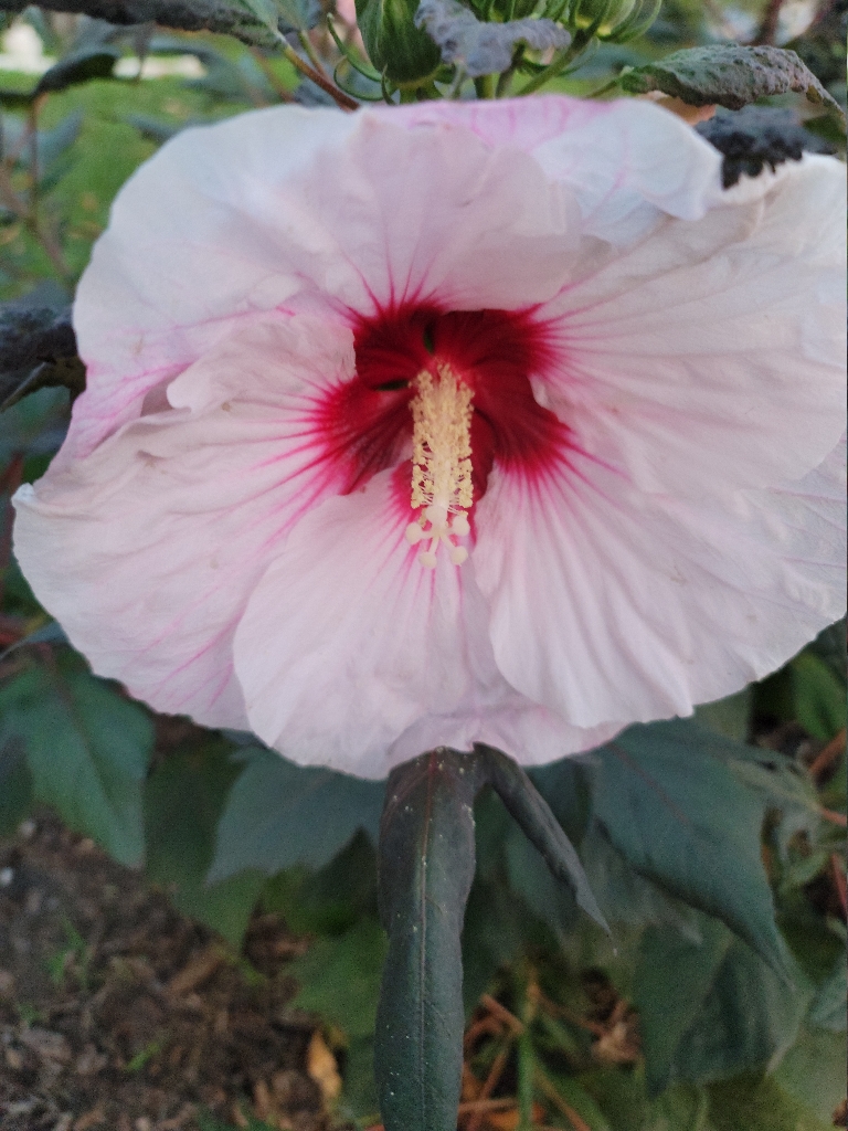 Flower in a hardy hibiscus plant. The flower is a large pink flower with a darker pink center.