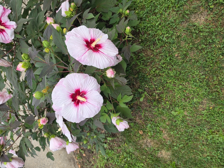 Flowers on a hardy hibiscus plant. The flowers are a large pink flower with a darker pink center.