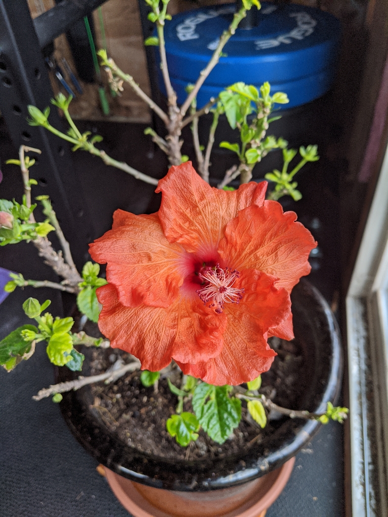 This picture is of a orange flower Opened up on our hibiscus that was eaten bare. It has the large flower but only small leaves.