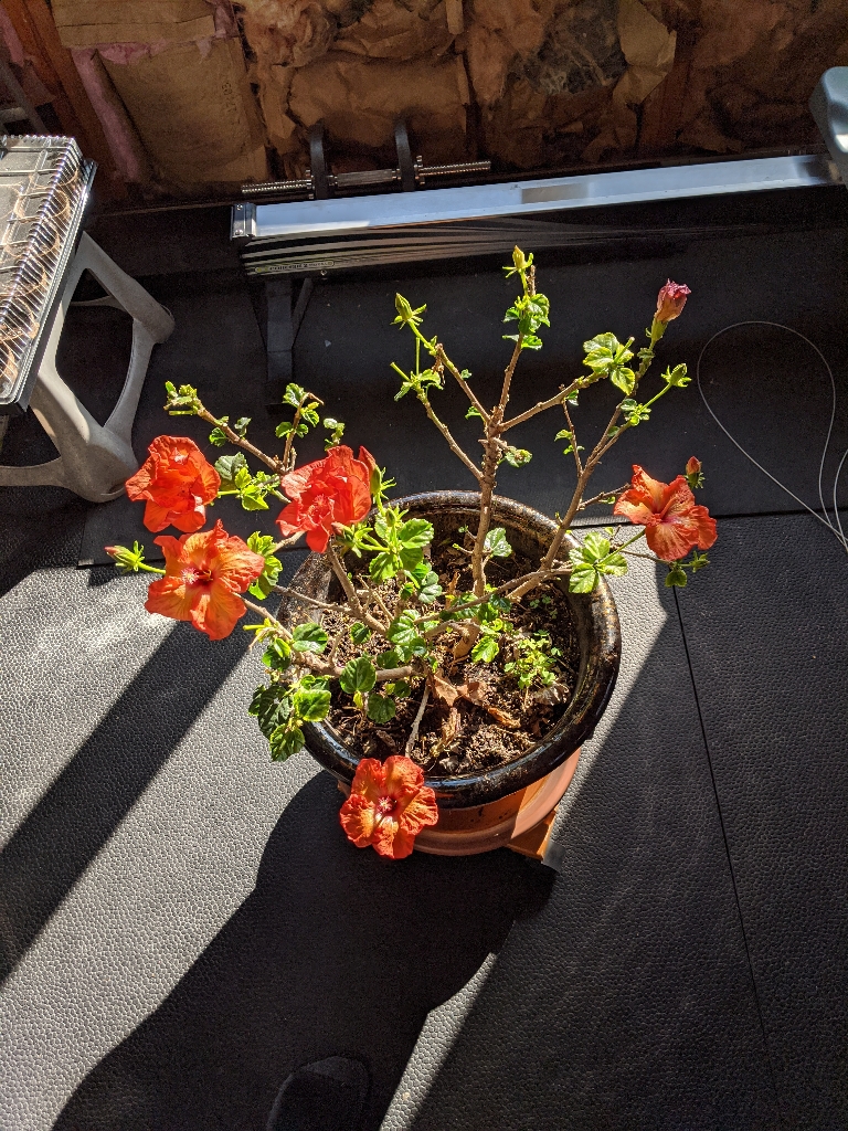 This picture shows five flowers opened up on a hibiscus plant.