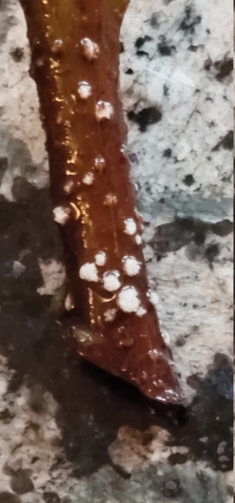 This is a picture of a cutting from our hibiscus plant. It's been in water for a few weeks and the little root bumps are definitely noticeable now as the white bumps on the stem.