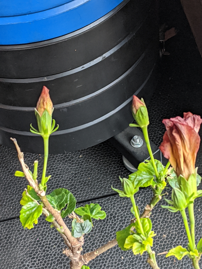 This picture shows some new, small flower buds on a hibiscus plant.
