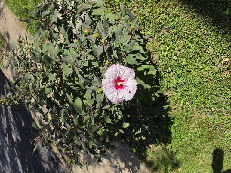 A lone blooming flower on a hardy hibiscus plant. The flowers are a large pink flower with a darker pink center.