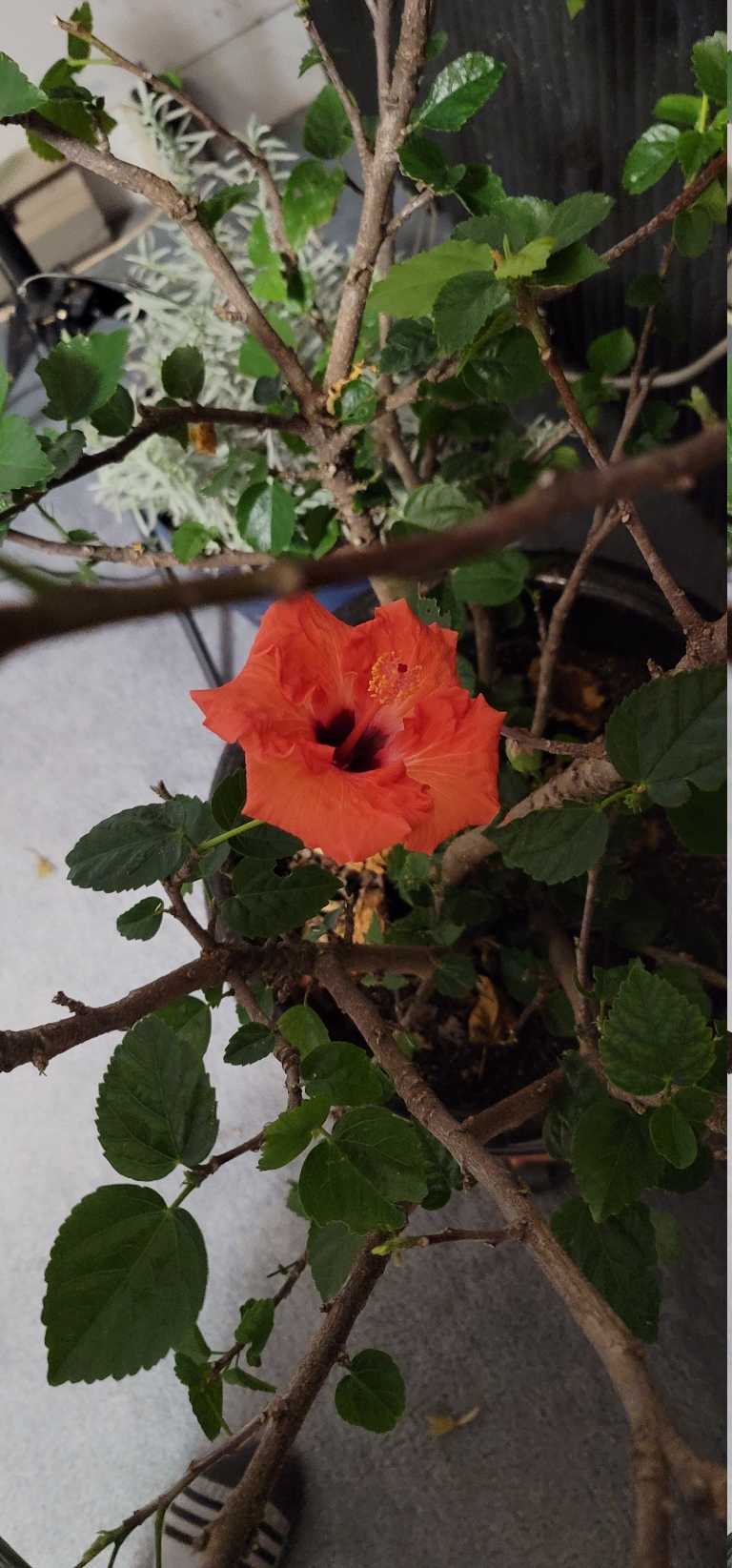 Flower in a hibiscus plant