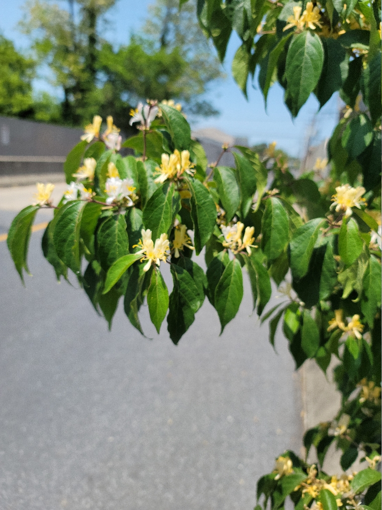 This picture shows white and yellow honeysuckles blooming on the edge of a road
