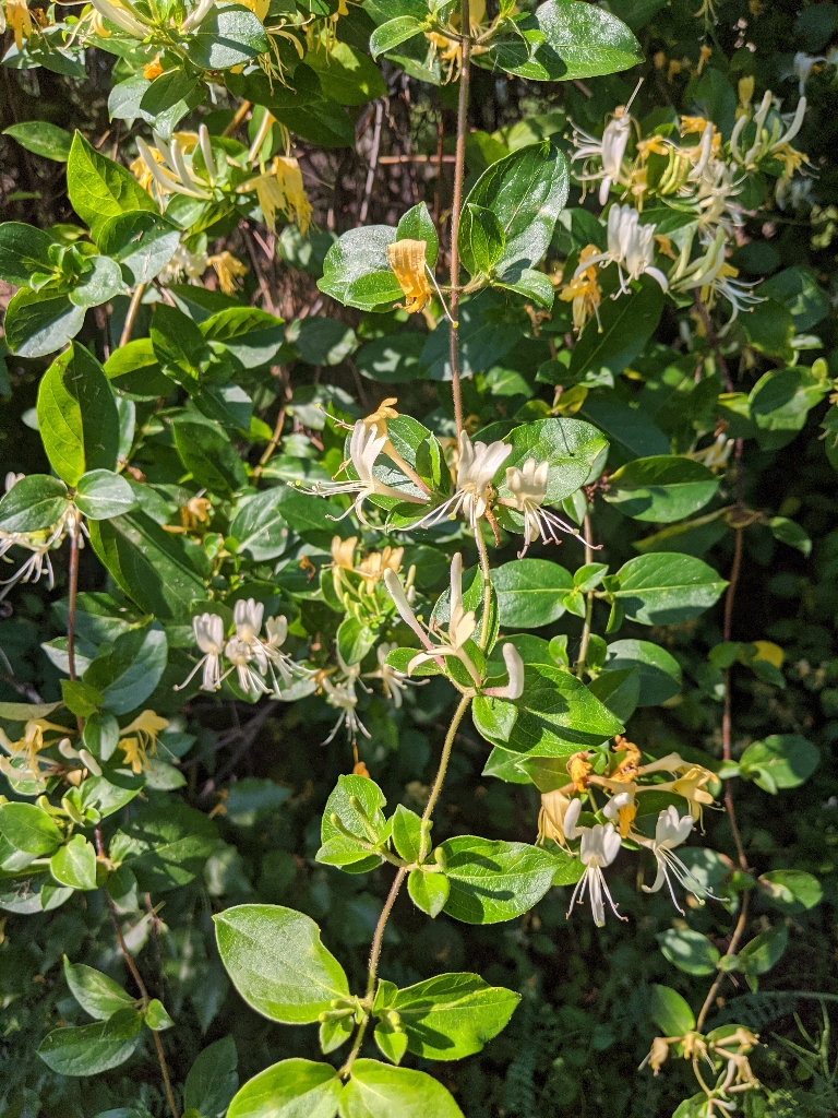 This picture shows white and yellow honeysuckles blooming.
